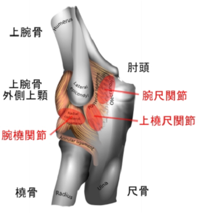 肘関節が痛いの原因となる肘関節骨格と筋肉