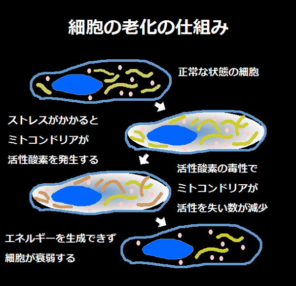 病院では絶対教えない痛みの本当のメカニズム 腰痛の正体は筋肉と血流にあった 7