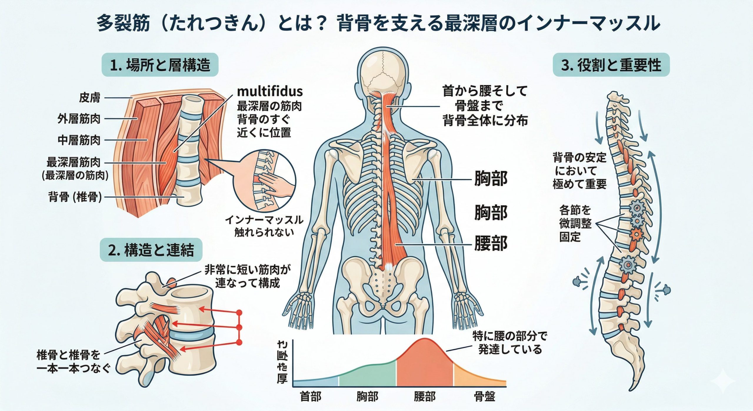 腰の仙骨部分が痛い原因は多裂筋にあった!慢性腰痛を根本改善するセルフケアと再活性化トレーニング完全ガイド 2