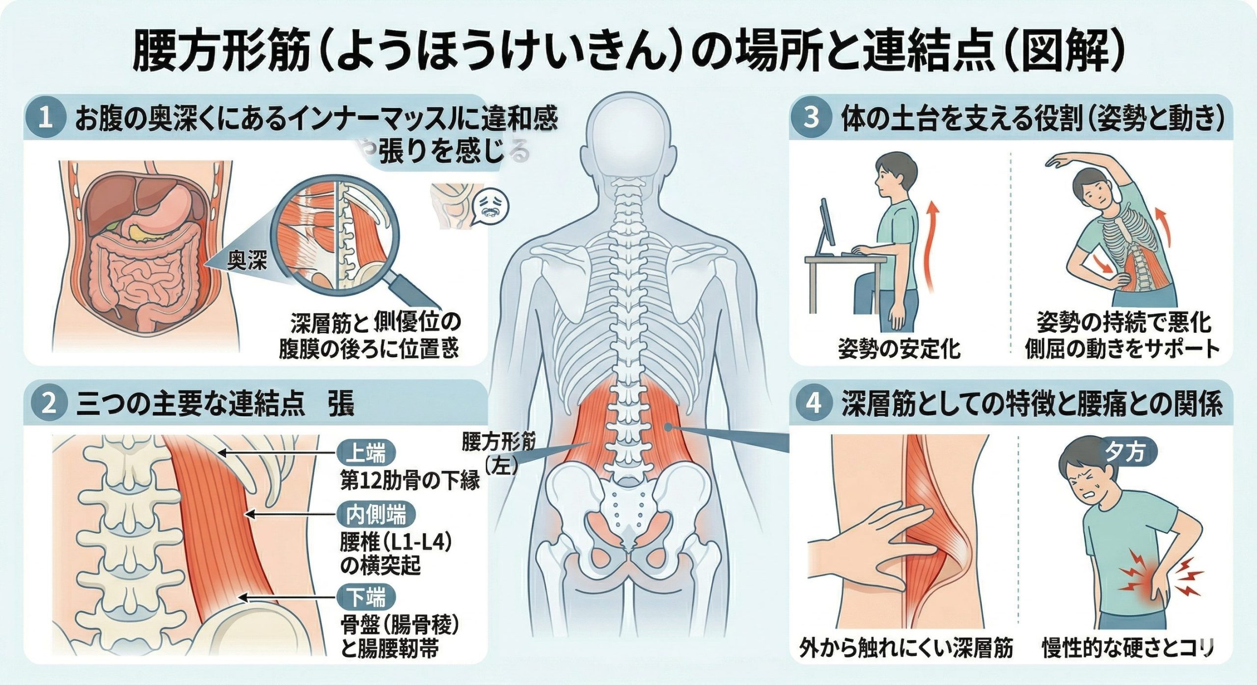 腰の左右が痛い原因は腰方形筋にあった!症状別セルフケアと改善ストレッチ完全ガイド 2